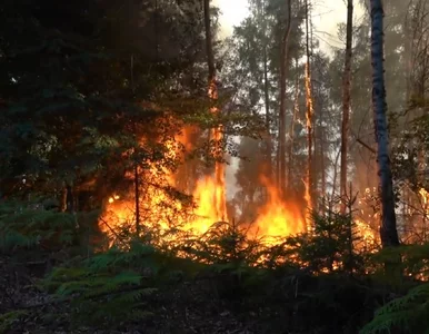 Miniatura: Ogromny pożar w Czeskiej Szwajcarii. Ogień...