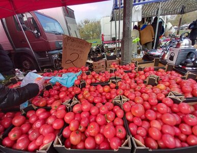 Miniatura: Niskie ceny pomidorów wracają. Nawet 24 zł...