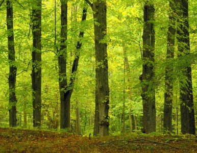 Miniatura: Pożary lasów. Straty - miliony zł