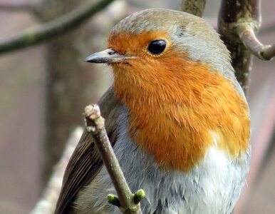 Obserwacja ptaków pomaga w zaburzeniach nastroju? Nietypowy eksperyment