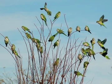 fot. brooklynparrots.com