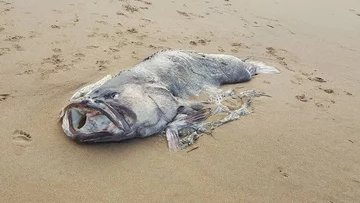 Ryba znaleziona na wybrzeżu Queensland 