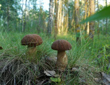 Miniatura: Pierwszy wiosenny wysyp grzybów za nami....