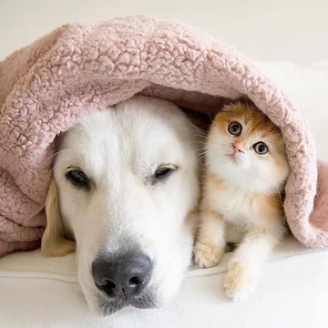 Pies Samson i kot Cleo 