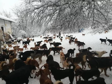 Psy przebywające w schronisku Sashy 