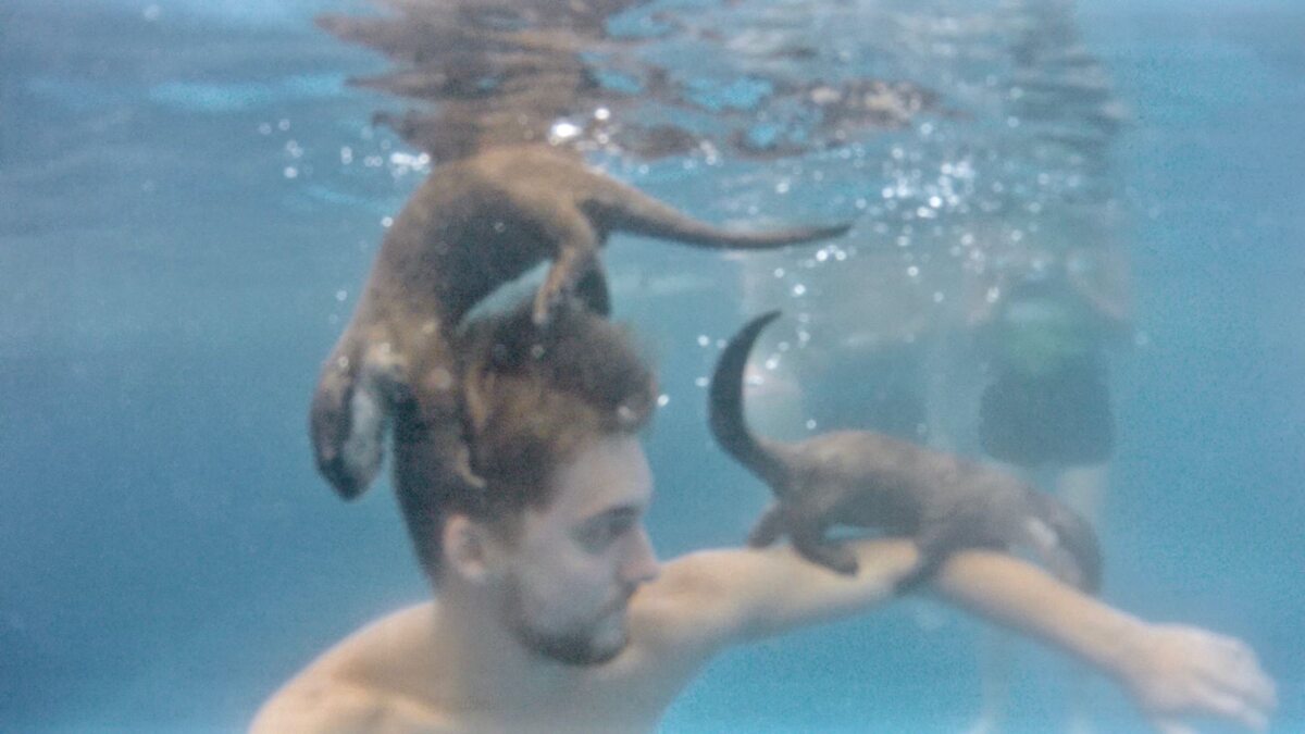 Turysta pływający z wydrami 