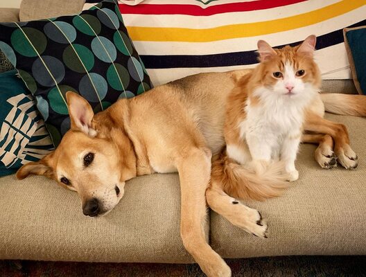 Miniatura: Niezwykła przyjaźń połączyła psa i koty....