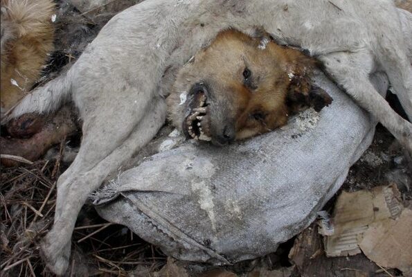 Miniatura: Mordowanie psów na Ukrainie