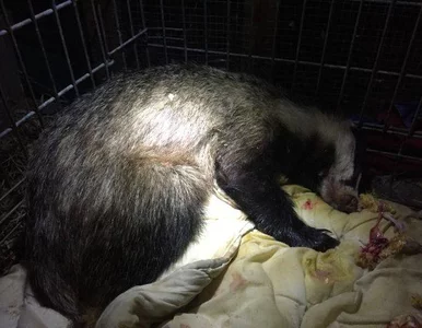 Miniatura: Samica borsuka ukradła... 7 piw i je...