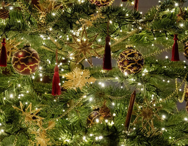 Miniatura: W tym sklepie wypożyczysz choinkę. To nie...