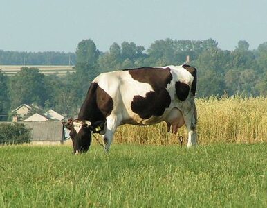Miniatura: Krowa wyprowadziła kolarza w pole