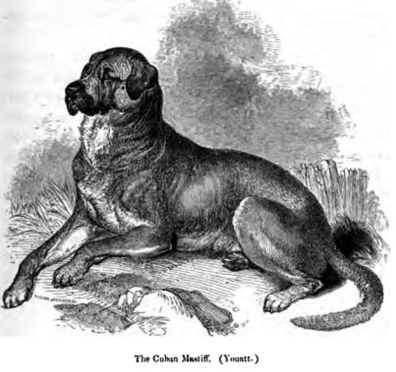 29. Dogo Cubano Używane były do walk z bykami i innymi psami. Zostały stworzone na Kubie w celu polowania na zbiegłych niewolników. Po zniesieniu niewoli przestały istnieć.