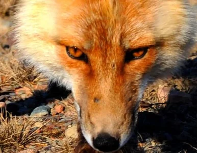 Miniatura: Olimpiada w Londynie utrudniła życie... lisom