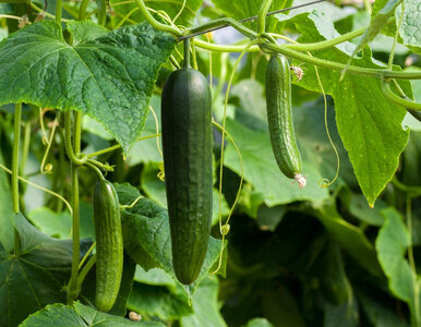 Miniatura: Wsyp to do wody i podlej teraz. Ogórki...