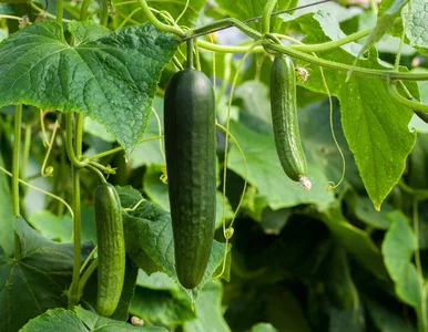 Miniatura: Wsyp to do wody i podlej teraz. Ogórki...