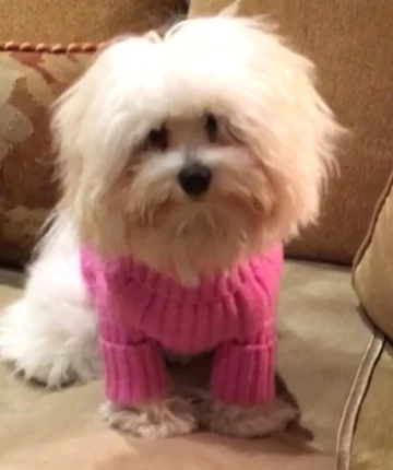 Psy Barbry Streisand 