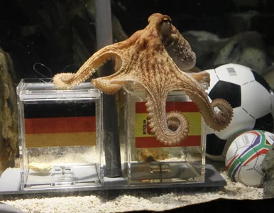 Miniatura: Hiszpanie chcą pożyczyć Paula