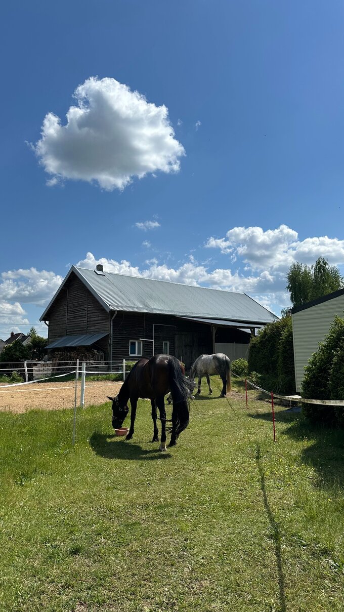 Zajęcia w Riding Bay Academy  są przemyślane tak, by oferowały coś więcej – głęboki kontakt z żywym zwierzęciem, budowanie zaufania i wzmacnianie uważności