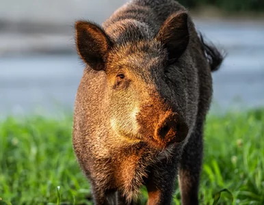 Miniatura: Zamiast strzelać do dzików, posadzili...