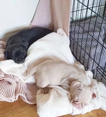 Mops Milkshake 
