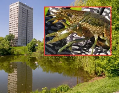 Miniatura: Warszawa zmaga się z inwazją raka...