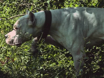 Dogo Argentino 