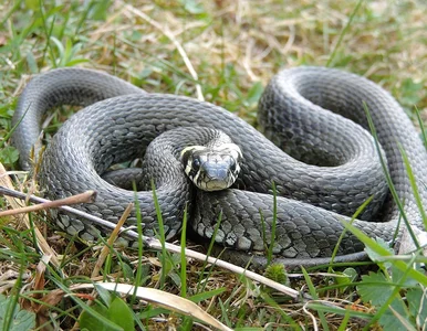 Miniatura: Inwazja zaskrońców na Opolszczyźnie. Czy...