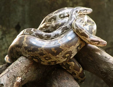 Miniatura: Opole: poszedł do łazienki, znalazł... pytona