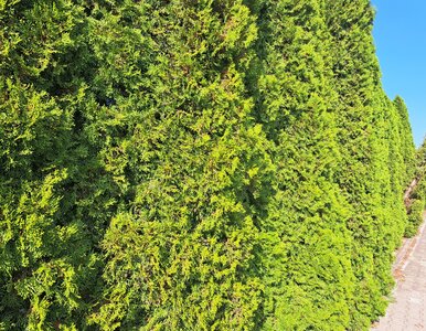 Miniatura: Dobry ogrodnik nawozi tuje kuchennym...