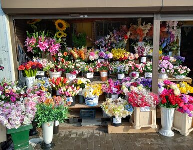 Kwiaty więdną przez kryzys. Polacy kupują je od święta
