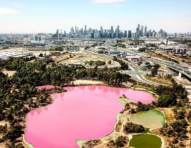 Miniatura: Jezioro nagle zmieniło kolor na różowy....