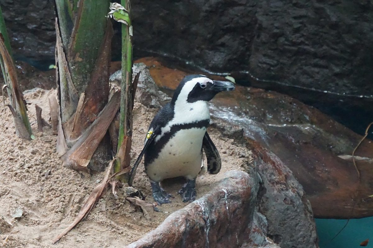 Pingwin przylądkowy 