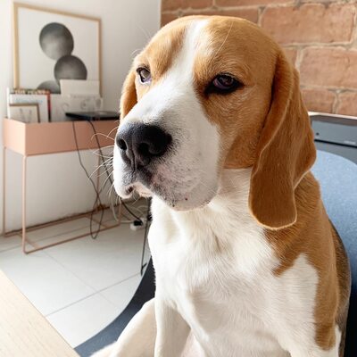 Miniatura: Klaus – pies rasy beagle. Takiego samego...