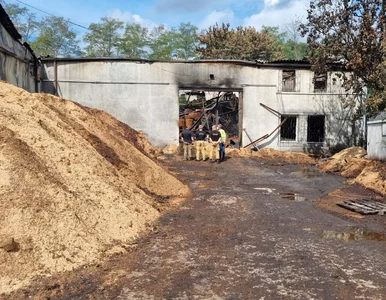 Miniatura: Zanieczyszczona rzeka po pożarze w...