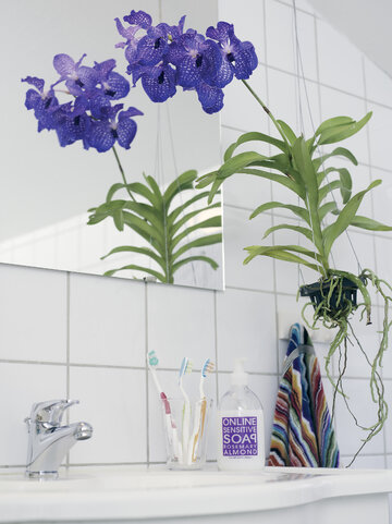 Storczyk Vanda