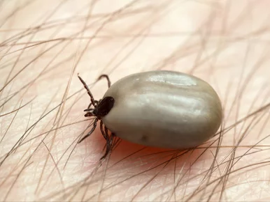 Miniatura: Tyle wystarczy. Prosty sposób, by kleszcze...