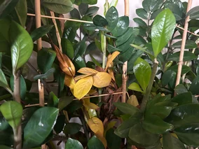 Miniatura: Zamiokulkas nie umiera nagle. Najpierw...