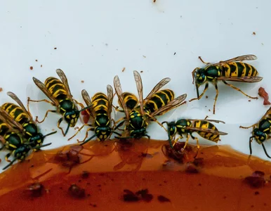 Miniatura: Plaga os w Polsce. Co o niej wiemy?