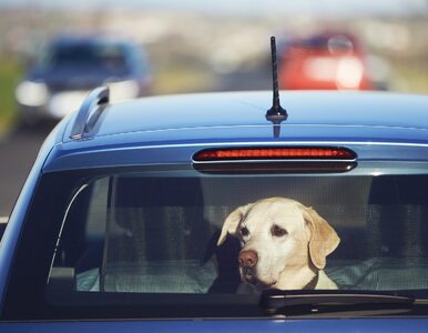 Miniatura: Pies zamknięty w nagrzanym samochodzie....