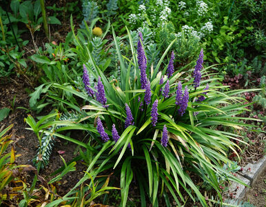 Miniatura: Ta roślina kwitnie jesienią i świetnie...