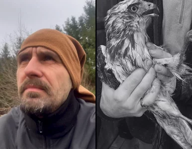 Miniatura: Tragiczna noc dla dzikich zwierząt. „W...