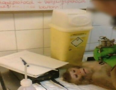 Miniatura: Aktywiści nagrali, jak traktuje się małpy...