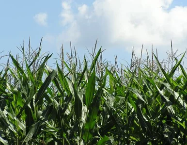 Miniatura: Wybudowali przedszkole na środku pola...