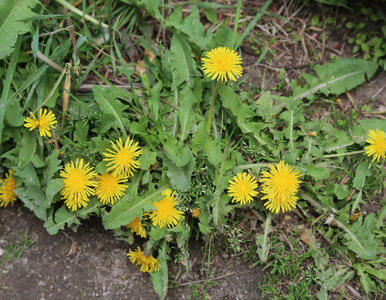 Miniatura: Przestałam go wyrywać „po staremu”. Jeden...