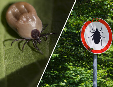 Miniatura: Gdzie jest najwięcej kleszczy? Ekspert...