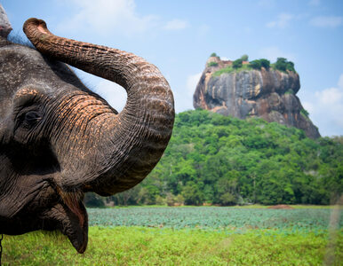 Miniatura: Sri Lanka tyle do odkrycia!