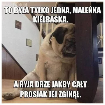 Memy z psem w roli głównej 