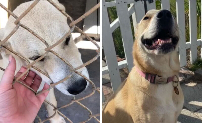 Psia metamorfoza przed i po adopcji 