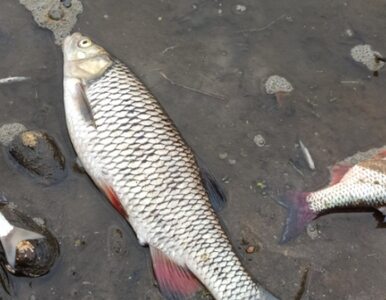 Kilka ton śniętych ryb w Odrze. „Czy ktoś odpowie za tę katastrofę...