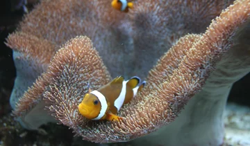 Błazenek Amphiprion ocellaris 